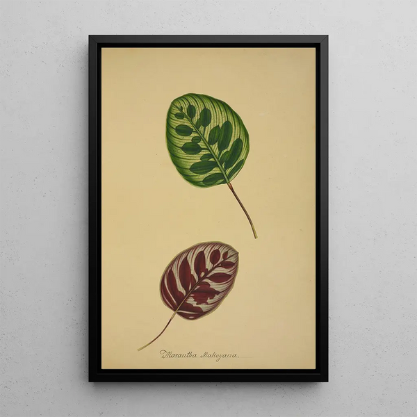 George De Alwis - Mon Jardin a Ceylan Pl095.webp