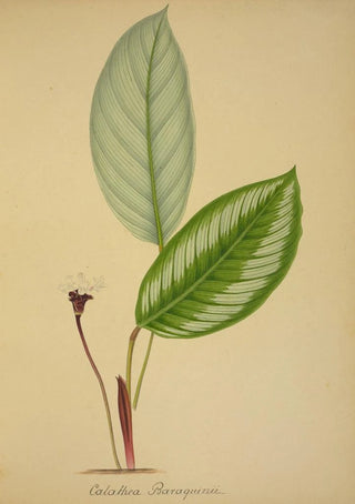 George De Alwis - Mon Jardin a Ceylan Pl096.webp