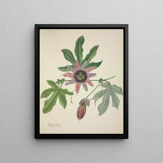 George De Alwis - Mon Jardin a Ceylan Pl097.webp