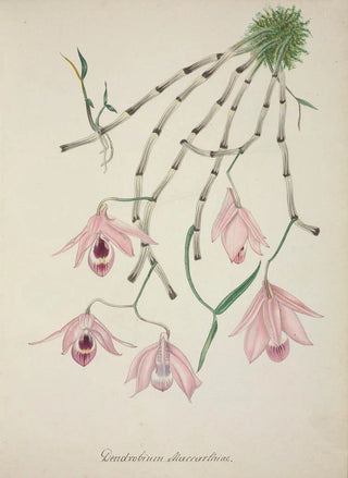 George De Alwis - Mon Jardin a Ceylan Pl101.webp