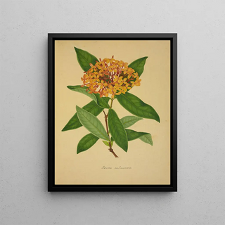 George De Alwis - Mon Jardin a Ceylan Pl105.webp