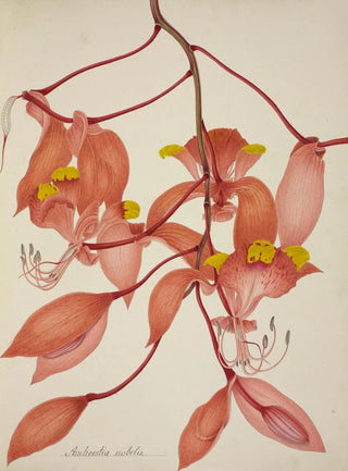 George De Alwis - Mon Jardin a Ceylan Pl108.webp