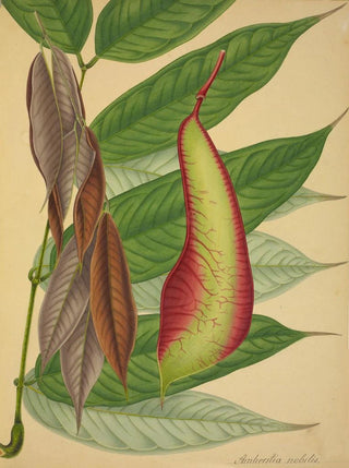 George De Alwis - Mon Jardin a Ceylan Pl109.webp