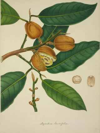 George De Alwis - Mon Jardin a Ceylan Pl118.webp