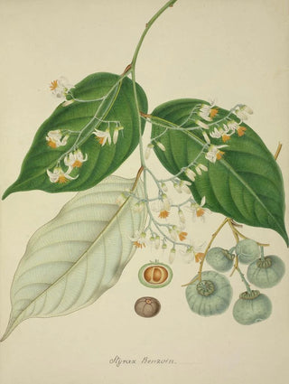 George De Alwis - Mon Jardin a Ceylan Pl120.webp