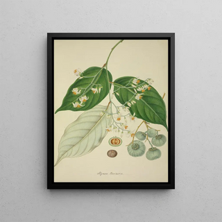 George De Alwis - Mon Jardin a Ceylan Pl120.webp