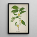 Mein Garten in Ceylon Pl121 - George De Alwis — gerahmtes Bild an der Wand