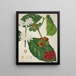 George De Alwis - Mon Jardin a Ceylan Pl123.webp