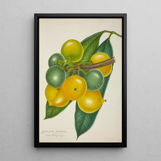 George De Alwis - Mon Jardin a Ceylan Pl128.webp