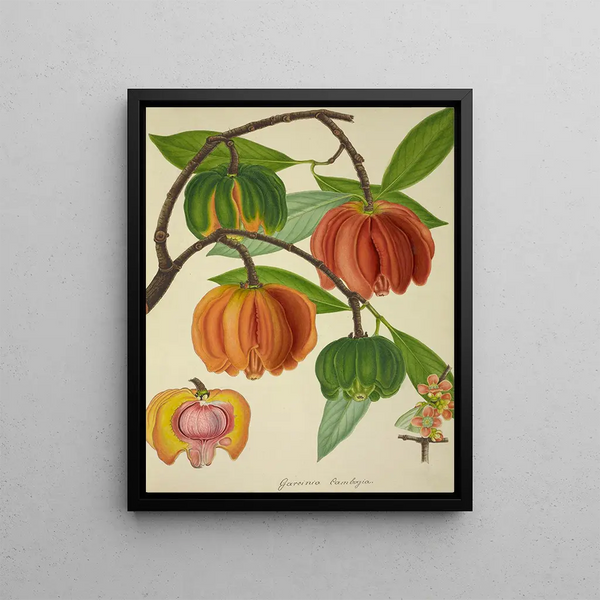 George De Alwis - Mon Jardin a Ceylan Pl129.webp