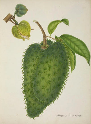 George De Alwis - Mon Jardin a Ceylan Pl133.webp