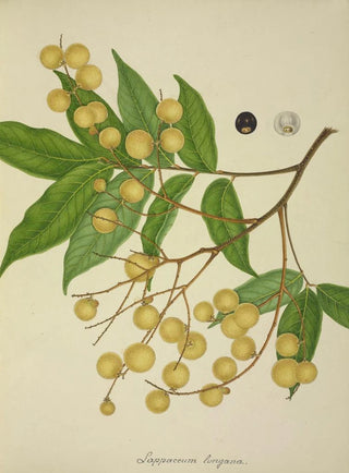 George De Alwis - Mon Jardin a Ceylan Pl136.webp