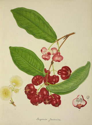 George De Alwis - Mon Jardin a Ceylan Pl148.webp