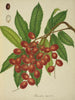 Mein Garten in Ceylon Pl149 - George De Alwis — Ansicht des Kunstwerks