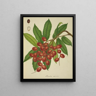 George De Alwis - Mon Jardin a Ceylan Pl149.webp