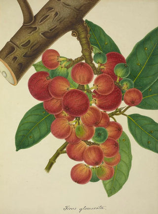 George De Alwis - Mon Jardin a Ceylan Pl154.webp