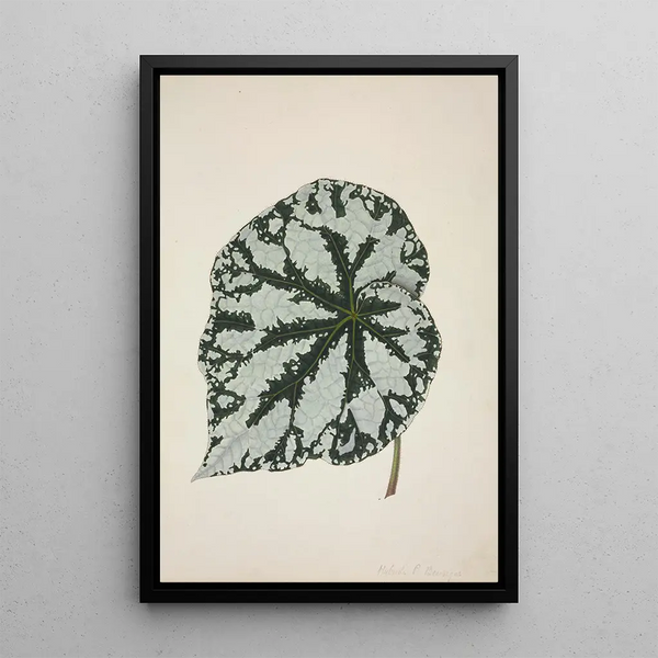 George De Alwis - Mon Jardin a Ceylan Pl163.webp