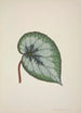 Mein Garten in Ceylon Pl166 - George De Alwis — Ansicht des Kunstwerks