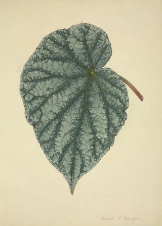 George De Alwis - Mon Jardin a Ceylan Pl173.webp