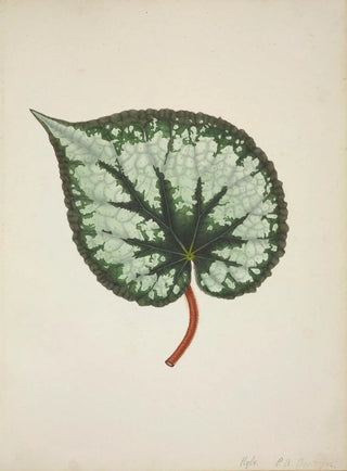 George De Alwis - Mon Jardin a Ceylan Pl174.webp