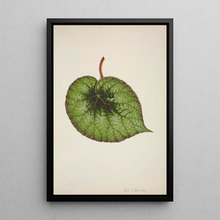 George De Alwis - Mon Jardin a Ceylan Pl175.webp