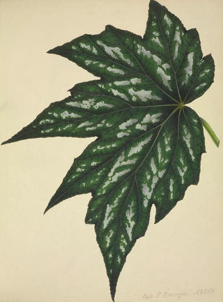 George De Alwis - Mon Jardin a Ceylan Pl180.webp