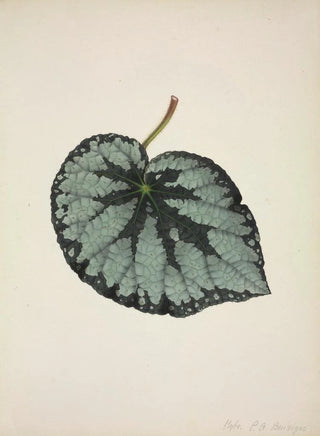 George De Alwis - Mon Jardin a Ceylan Pl184.webp