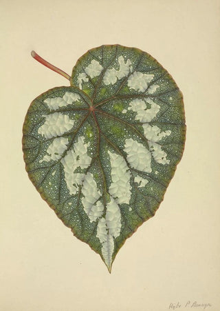 George De Alwis - Mon Jardin a Ceylan Pl185.webp