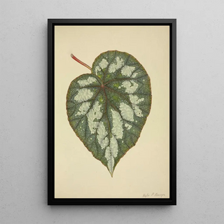 George De Alwis - Mon Jardin a Ceylan Pl185.webp