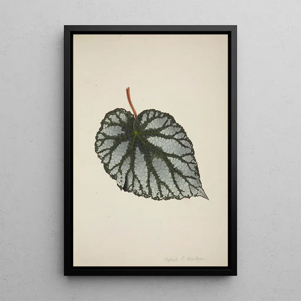 George De Alwis - Mon Jardin a Ceylan Pl194.webp