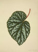 Mein Garten in Ceylon Pl196 - George De Alwis — Ansicht des Kunstwerks