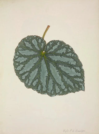 George De Alwis - Mon Jardin a Ceylan Pl200.webp
