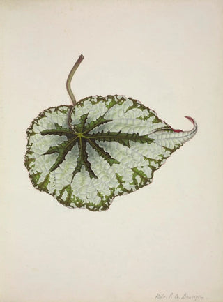 George De Alwis - Mon Jardin a Ceylan Pl208.webp