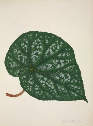George De Alwis - Mon Jardin a Ceylan Pl211.webp