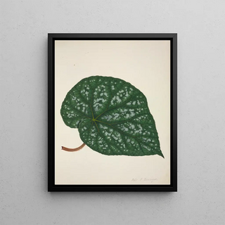 George De Alwis - Mon Jardin a Ceylan Pl211.webp