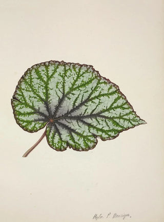 George De Alwis - Mon Jardin a Ceylan Pl213.webp