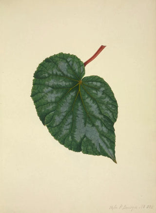 George De Alwis - Mon Jardin a Ceylan Pl214.webp