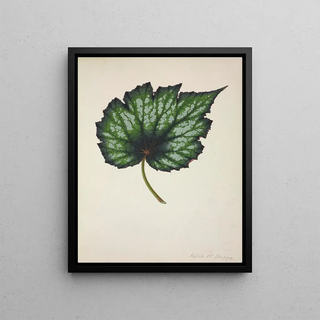 George De Alwis - Mon Jardin a Ceylan Pl216.webp