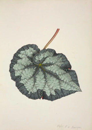 George De Alwis - Mon Jardin a Ceylan Pl219.webp