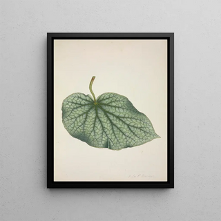 George De Alwis - Mon Jardin a Ceylan Pl220.webp