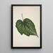 Mon Jardin à Ceylan Pl222 - George De Alwis — gerahmtes Bild an der Wand