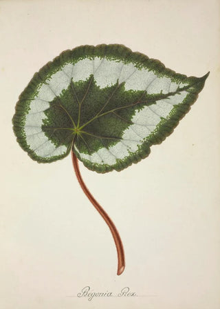 George De Alwis - Mon Jardin a Ceylan Pl223.webp