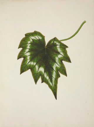 George De Alwis - Mon Jardin a Ceylan Pl226.webp