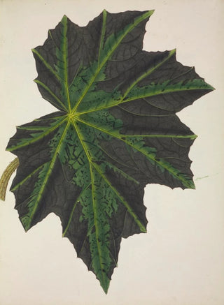 George De Alwis - Mon Jardin a Ceylan Pl240.webp