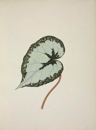 George De Alwis - Mon Jardin a Ceylan Pl246.webp