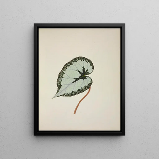 George De Alwis - Mon Jardin a Ceylan Pl246.webp