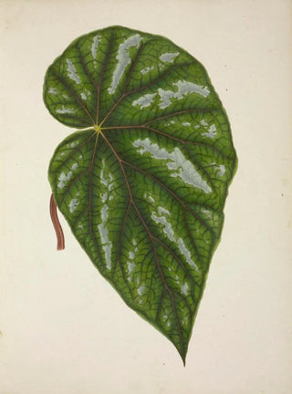 George De Alwis - Mon Jardin a Ceylan Pl248.webp