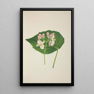 George De Alwis - Mon Jardin a Ceylan Pl256.webp