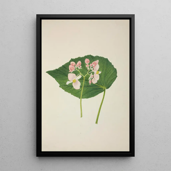 George De Alwis - Mon Jardin a Ceylan Pl256.webp