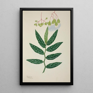 George De Alwis - Mon Jardin a Ceylan Pl258.webp